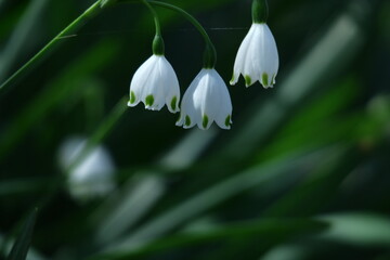 Fototapeta premium 釣鐘状の白い花が下向きに咲く
