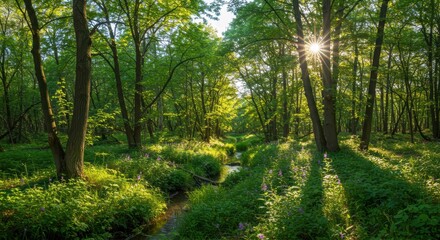 Obraz premium Serene forest scene with sunlight filtering through lush trees.