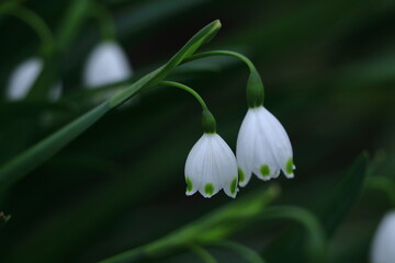 Obraz premium 釣鐘状の白い花が下向きに咲く