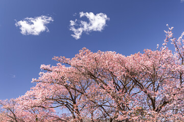 伊豆の寒桜と白い雲