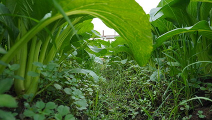 green grass in the morning
