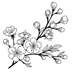 Cherry flower blossom, botanical art. Spring almond, sakura, branch, hand draw doodle line art illustration. Cute black ink art, isolated on white background. Realistic floral bloom sketch.