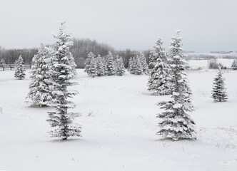 Naklejka premium winter spruce trees