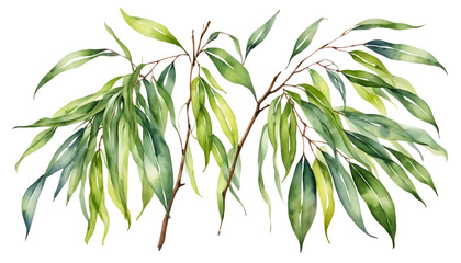 Obraz premium Weeping Willow Leaf watercolor png
