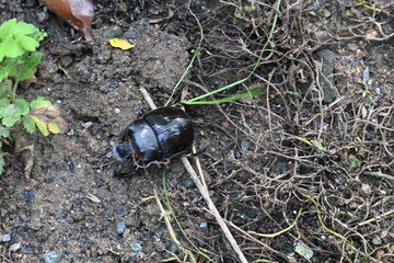 Dung beetles are beetles that eat feces. These can bury dung several times their mass in one night. Many dung beetles, known as rollers, roll dung into round balls, which are used as a food source.