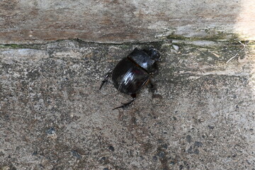 Dung beetles are beetles that eat feces. These can bury dung several times their mass in one night....