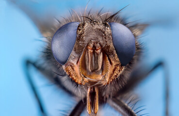 macro of a fly