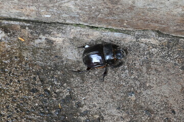 Dung beetles are beetles that eat feces. These can bury dung several times their mass in one night. Many dung beetles, known as rollers, roll dung into round balls, which are used as a food source.