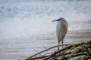 great blue heron ardea cinerea