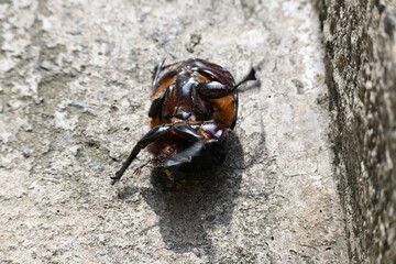 Dung beetles are beetles that eat feces. These can bury dung several times their mass in one night. Many dung beetles, known as rollers, roll dung into round balls, which are used as a food source.