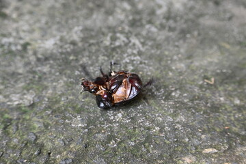 Dung beetles are beetles that eat feces. These can bury dung several times their mass in one night. Many dung beetles, known as rollers, roll dung into round balls, which are used as a food source.