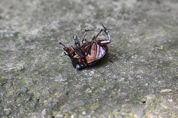 Dung beetles are beetles that eat feces. These can bury dung several times their mass in one night. Many dung beetles, known as rollers, roll dung into round balls, which are used as a food source.