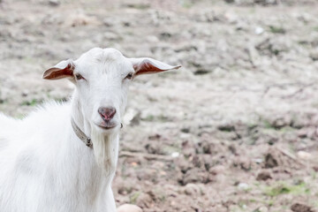 Fototapeta premium portrait of a white goat