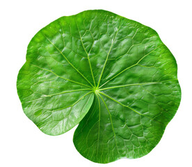Centella asiatica leaf for cosmetic use, transparent background.