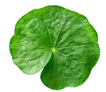 Centella asiatica leaf for cosmetic use, transparent background.