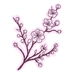 Cherry flower blossom, botanical art. Spring almond, sakura, branch, hand draw doodle line art illustration. colored black ink art, isolated on white background. Realistic floral bloom sketch.