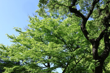 緑萌える