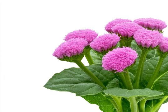 Vibrant Ironweed Tessen in Nature's Garden - Purple Botanical Flower Closeup on Transparent Background - Beautiful Flora for Creative Graphic Design & Commercial Use