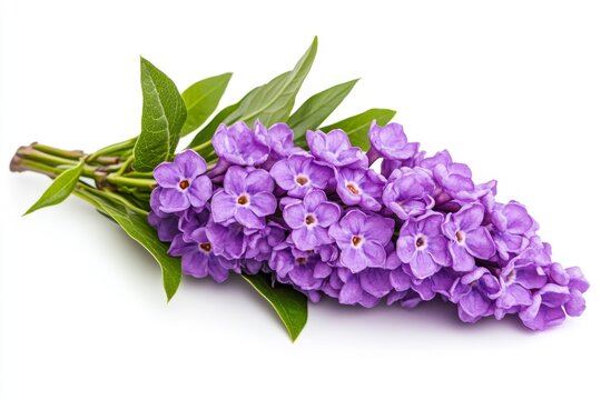 Vibrant Ironweed Tessen in Nature's Garden - Purple Botanical Flower Closeup on Transparent Background - Beautiful Flora for Creative Graphic Design & Commercial Use
