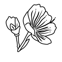 Cherry flower blossom, botanical art. Spring almond, sakura, branch, hand draw doodle line art illustration. black art, isolated on white background. Realistic floral bloom sketch.