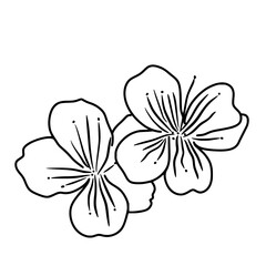 Cherry flower blossom, botanical art. Spring almond, sakura, branch, hand draw doodle line art illustration. black art, isolated on white background. Realistic floral bloom sketch.