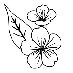 Obraz premium Cherry flower blossom, botanical art. Spring almond, sakura, branch, hand draw doodle line art illustration. black art, isolated on white background. Realistic floral bloom sketch.