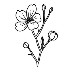 Cherry flower blossom, botanical art. Spring almond, sakura, branch, hand draw doodle line art illustration. black art, isolated on white background. Realistic floral bloom sketch.