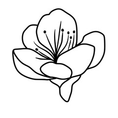 Cherry flower blossom, botanical art. Spring almond, sakura, branch, hand draw doodle line art illustration. black art, isolated on white background. Realistic floral bloom sketch.