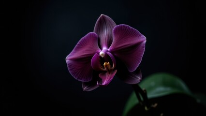 A stunning black orchid flower with deep purple petals and a dark background.
