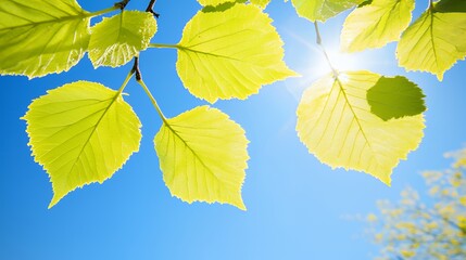 Obraz premium Bright Green Leaves Backlit by Summer Sun Against a Vivid Blue Sky