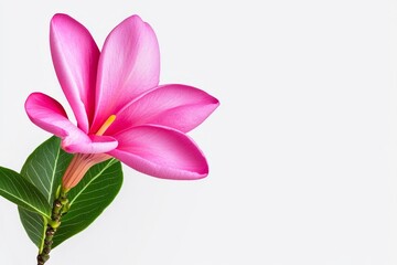 Fototapeta premium Tropical flowers frangipani plumeria isolated on transparent png