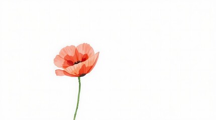 A minimalist watercolor painting of a single red poppy against a soft white background, emphasizing delicate brushstrokes and subtle color variations.
