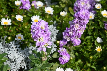 purple flowers in the garden