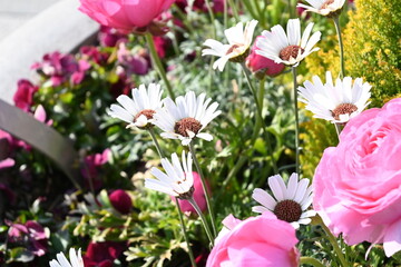 pink flowers in a garden