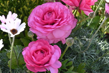 pink roses in garden