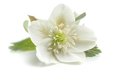 Fototapeta premium White Hellebore Isolated on White Background. Beautiful Hellebore Flower