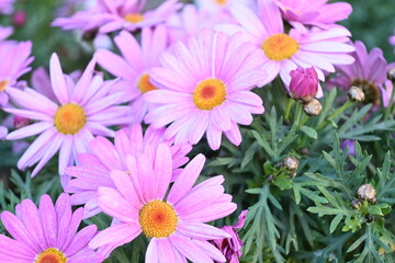 pink and white daisies