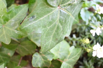 Teardrops on leaf