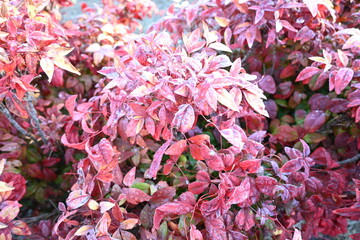 Red leaves and bushes 