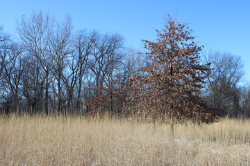 Single red oak tree with brown leaves in a tall grass meadow at Iroquois Woods in Park Ridge, Illinois