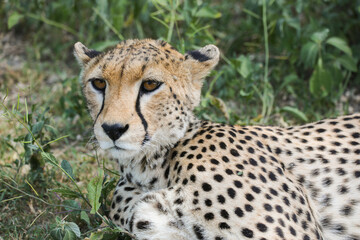 a cheetah rests in the grass on the savannah of Serengeti, Tanzania