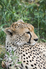 a cheetah rests in the grass on the savannah of Serengeti, Tanzania