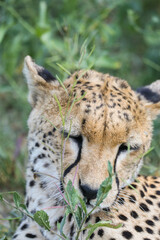 a cheetah rests in the grass on the savannah of Serengeti, Tanzania