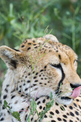 a cheetah rests in the grass on the savannah of Serengeti, Tanzania