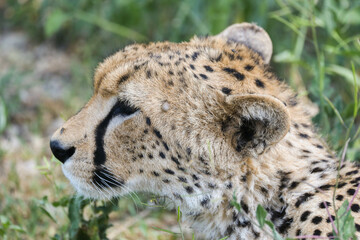 a cheetah rests in the grass on the savannah of Serengeti, Tanzania