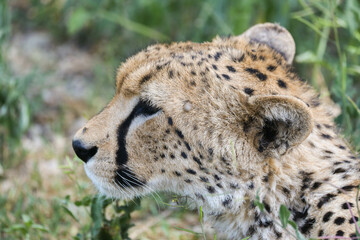 a cheetah rests in the grass on the savannah of Serengeti, Tanzania