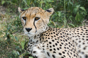 Fototapeta premium a cheetah rests in the grass on the savannah of Serengeti, Tanzania