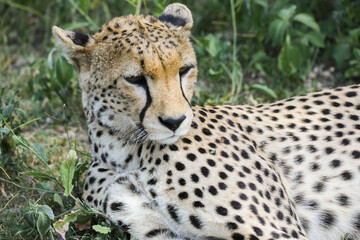 a cheetah rests in the grass on the savannah of Serengeti, Tanzania
