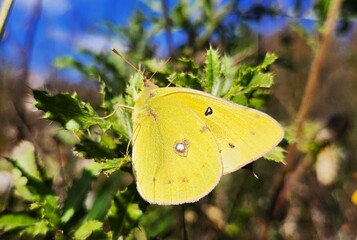 butterfly on leaf