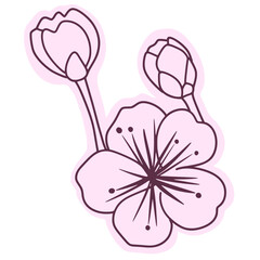 
Cherry flower blossom, botanical art. Spring almond, sakura, branch, hand draw doodle line art illustration.colored black art, isolated on white background. Realistic floral bloom sketch.
